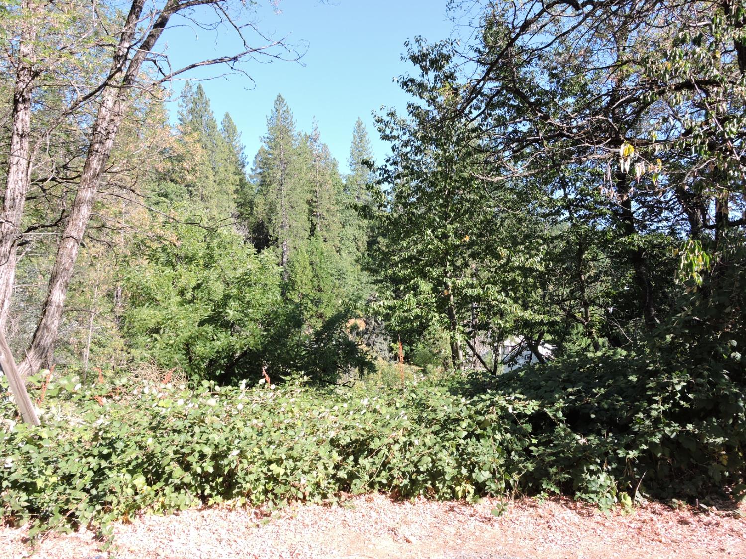 0 Main Street Dutch Flat, CA 95714 - Photo 8 of 11 a view of a yard with large trees