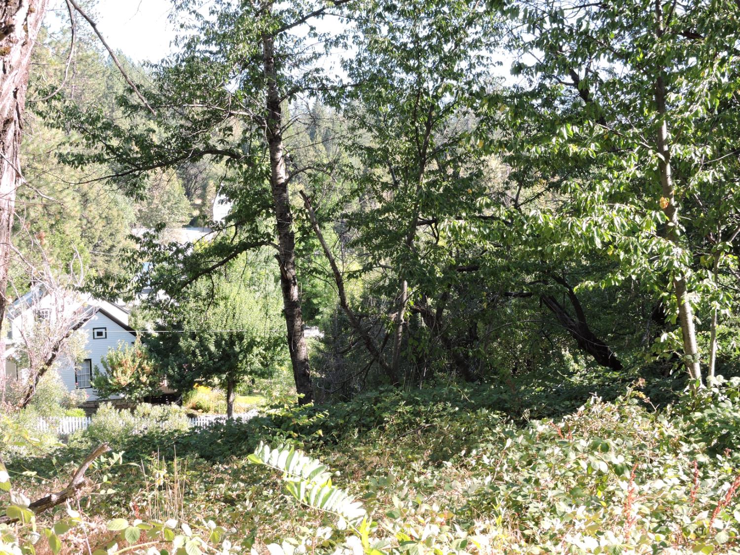 0 Main Street Dutch Flat, CA 95714 - Photo 9 of 11 a view of a tree in a yard