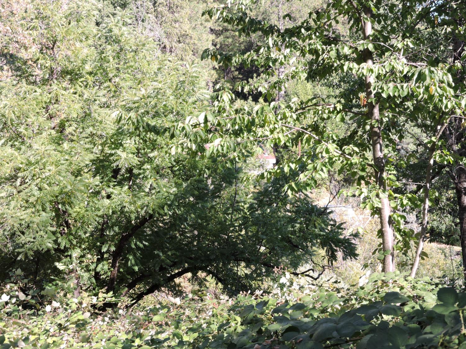 0 Main Street Dutch Flat, CA 95714 - Photo 10 of 11 a view of a tree