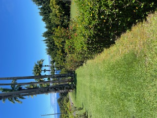 27-641 Ka'ie'ie Road Papaikou, HI 96781 - Photo 11 of 28 a view of a garden