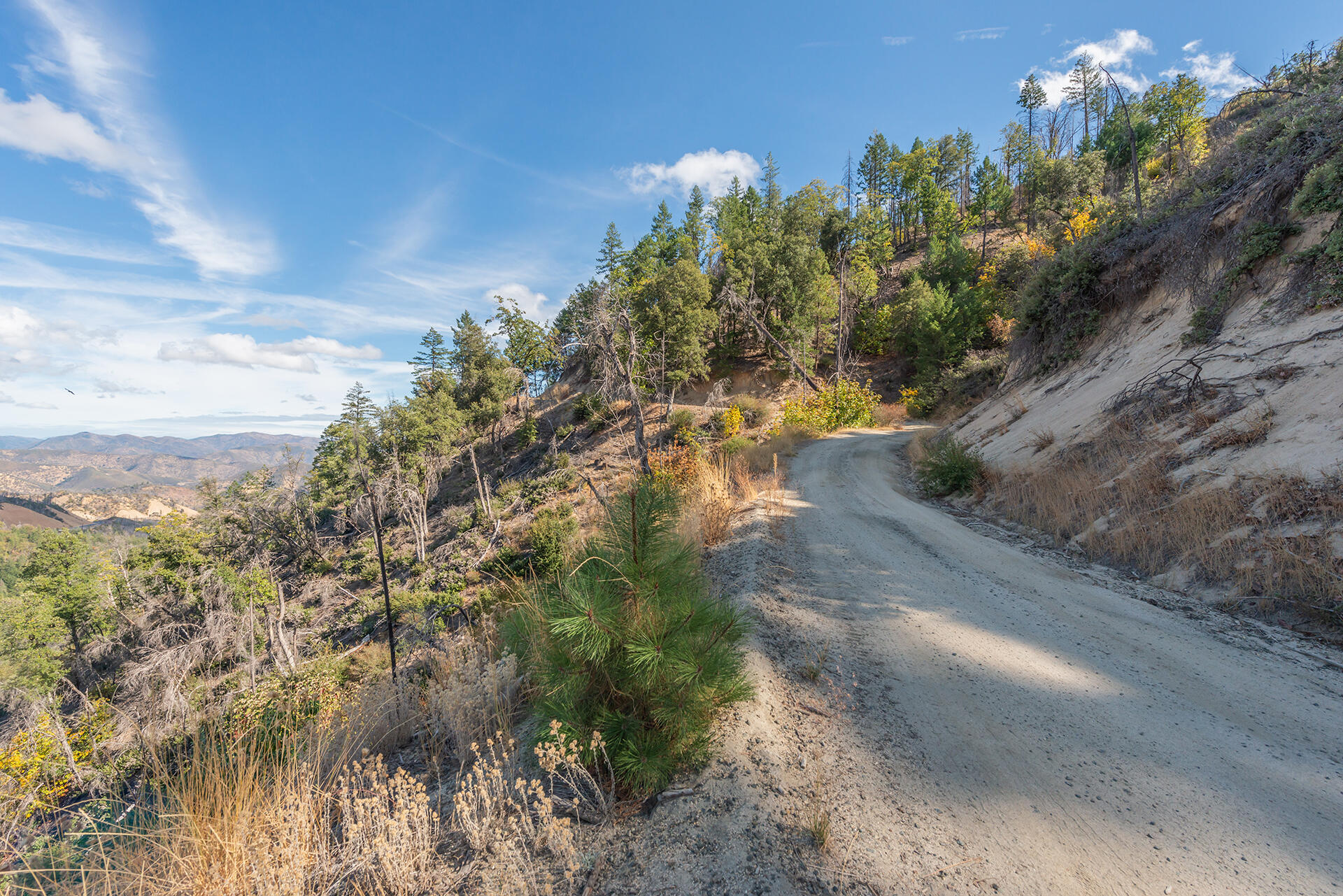 31 Ac Buckhorn Summit Lewiston, CA 96052 - Photo 14 of 26 a view of a yard with a tree