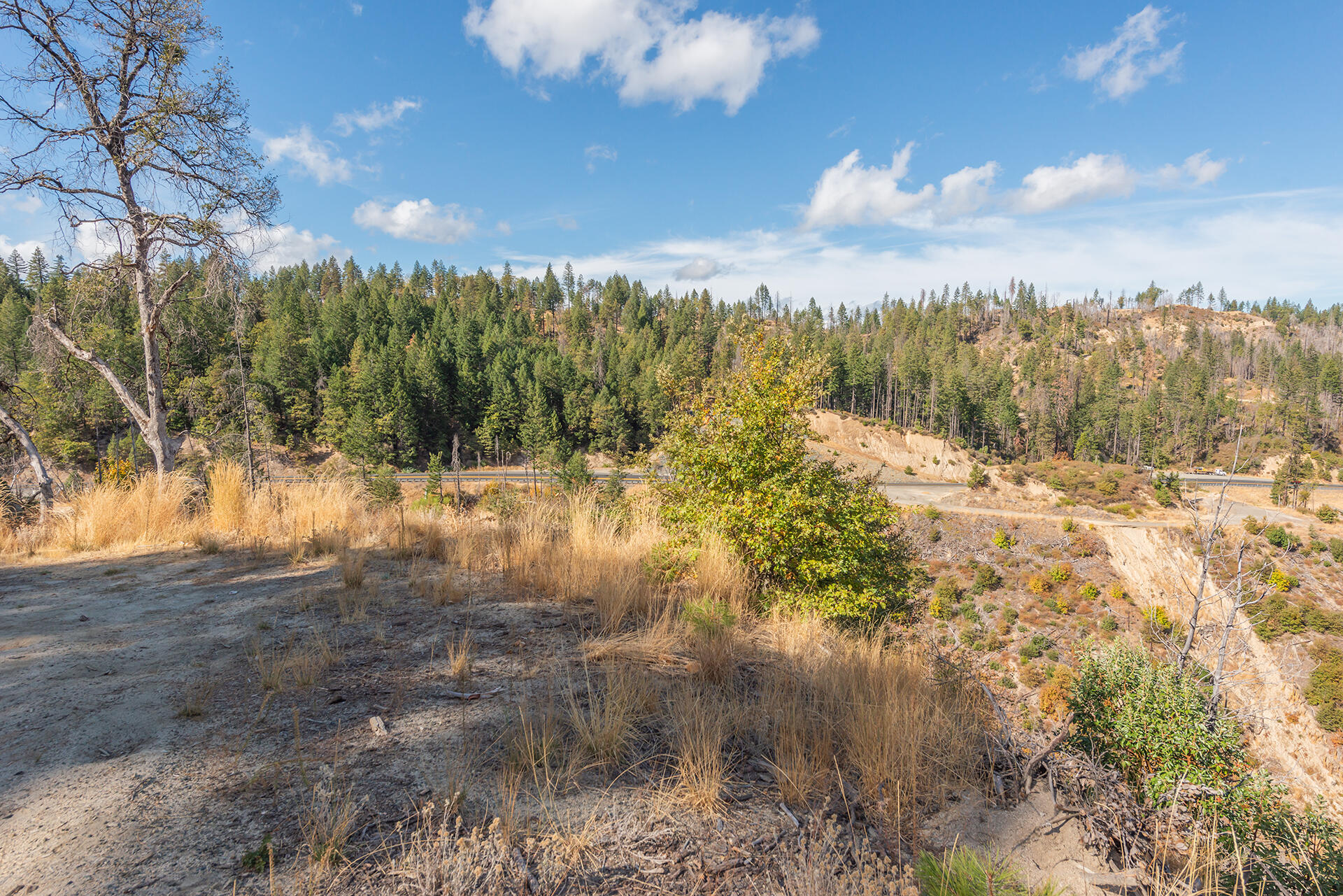 31 Ac Buckhorn Summit Lewiston, CA 96052 - Photo 17 of 26 a view of a yard with a tree