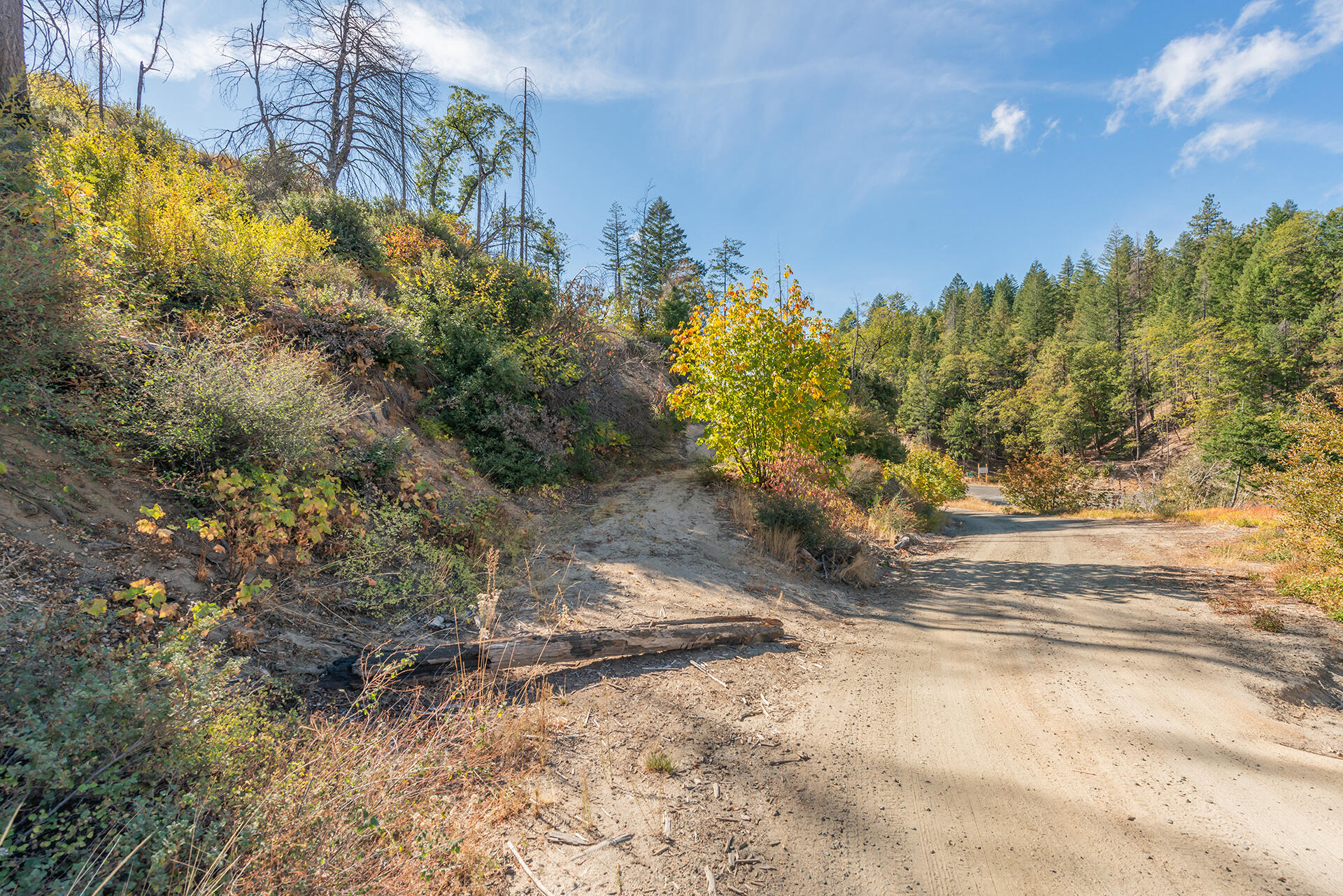 31 Ac Buckhorn Summit Lewiston, CA 96052 - Photo 20 of 26 a view of a yard with plants and tree