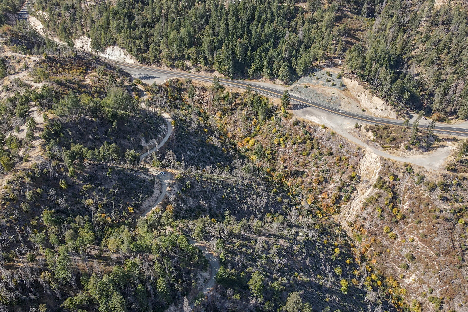 31 Ac Buckhorn Summit Lewiston, CA 96052 - Photo 7 of 26 a view of a forest with a tree