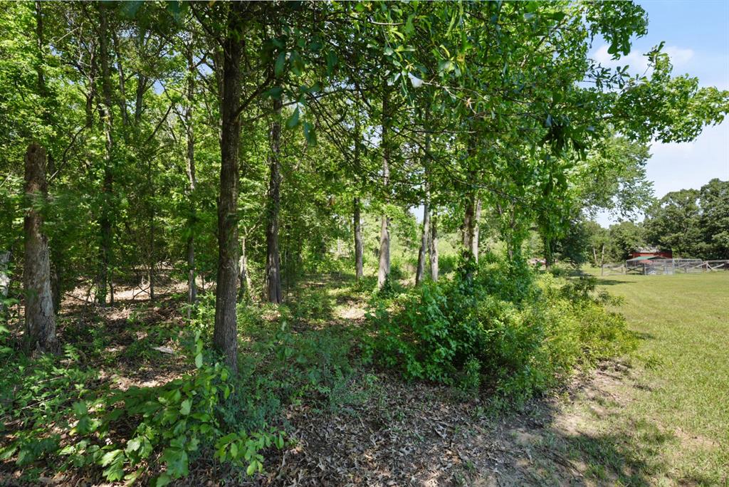 155 Rs County Road Emory, TX 75440 - Photo 28 of 31 a lush green forest with lots of trees