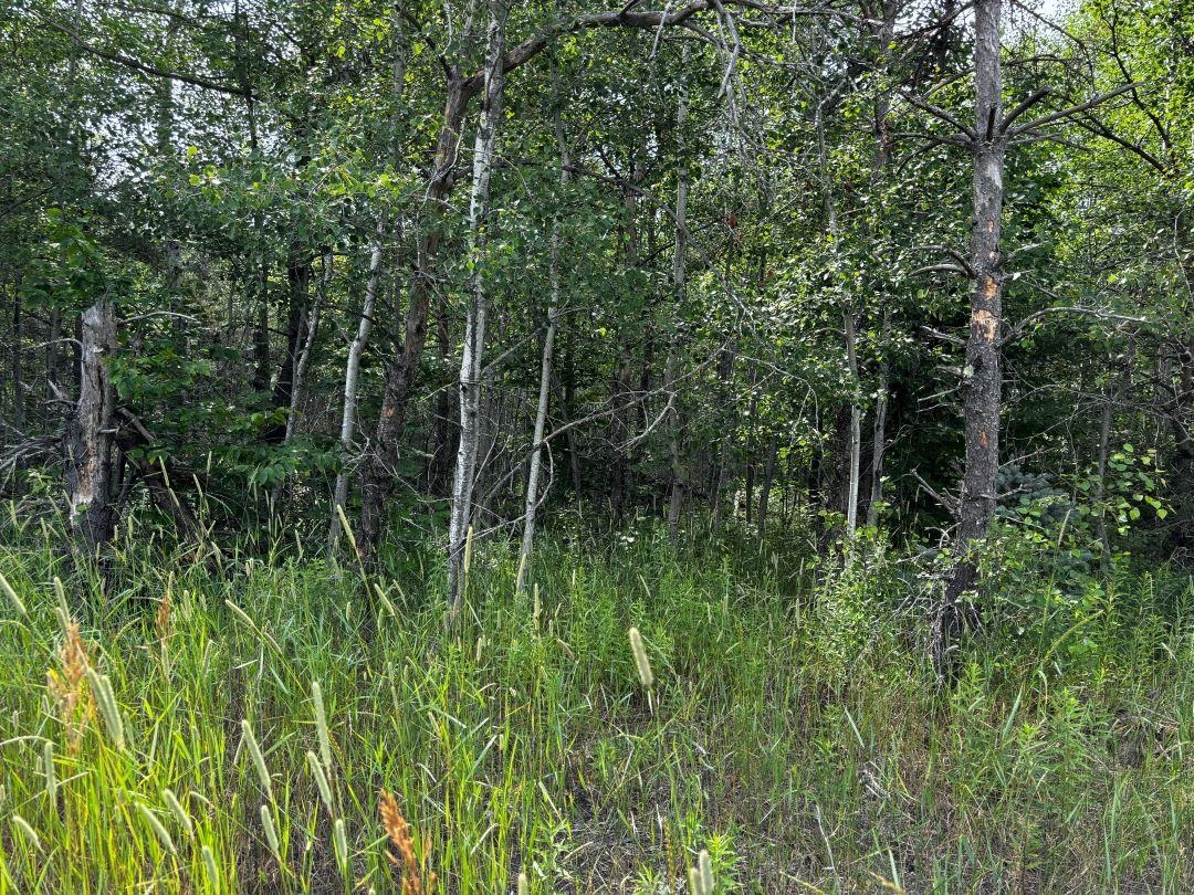 F Bailey Road, Unit LOT: F Mancelona, MI 49659 - Photo 7 of 12 Gallery Image 7