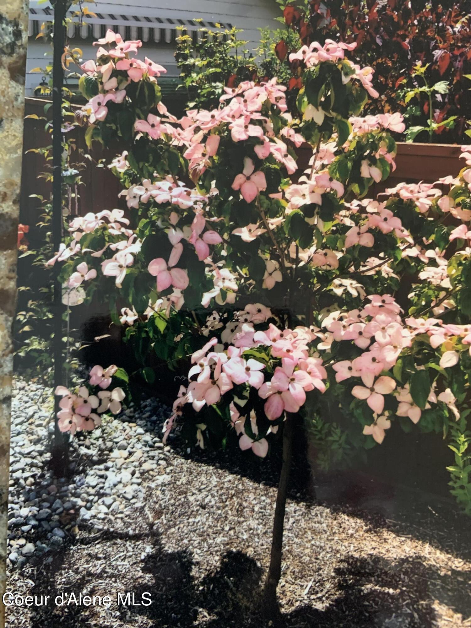 962 Waterloo Lane Coeur D'Alene, ID 83815 - Photo 16 of 46 More beautiful foliage...