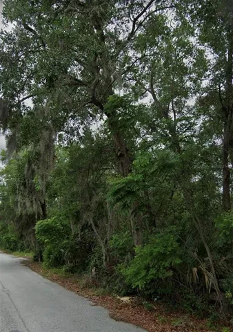 a view of a forest with a tree