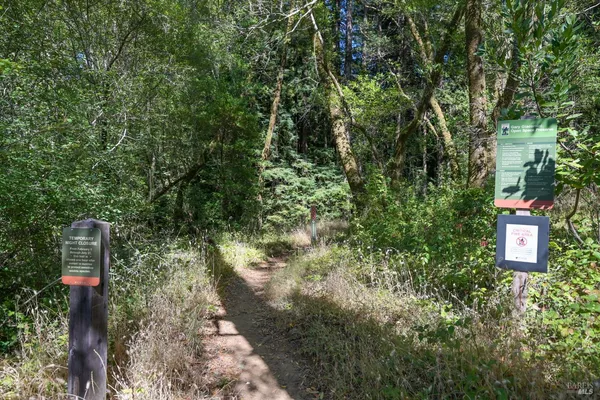 a close up of a tree in a yard