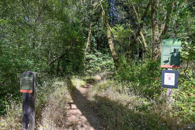 a close up of a tree in a yard