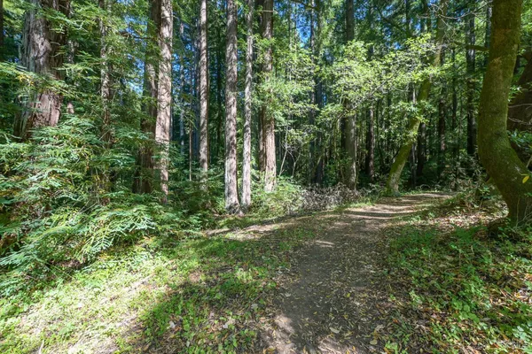 a view of a green field with lots of bushes