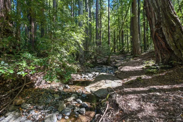 a view of outdoor space and tree