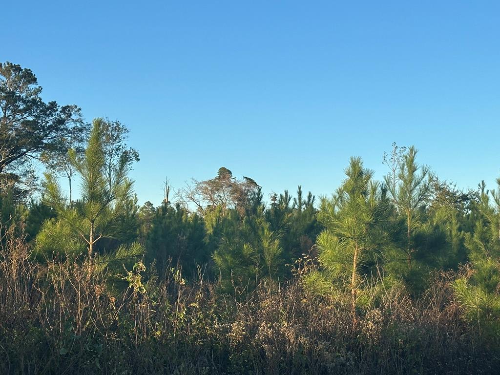 250 Adams Mill Road Clayton, AL 36016 - Photo 41 of 74