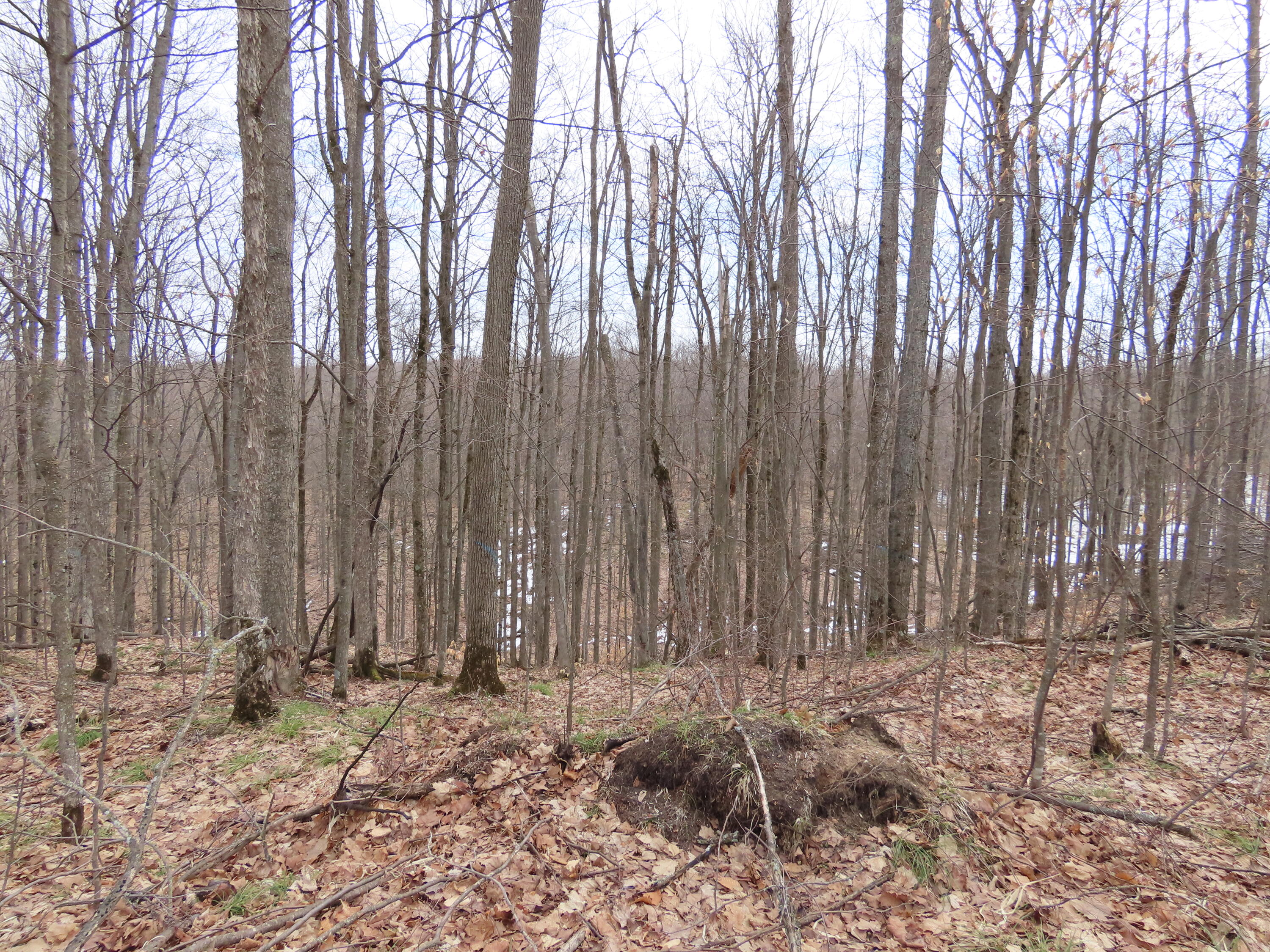 12261 Secrist Road Atlanta, MI 49709 - Photo 23 of 37 Gallery Image 23