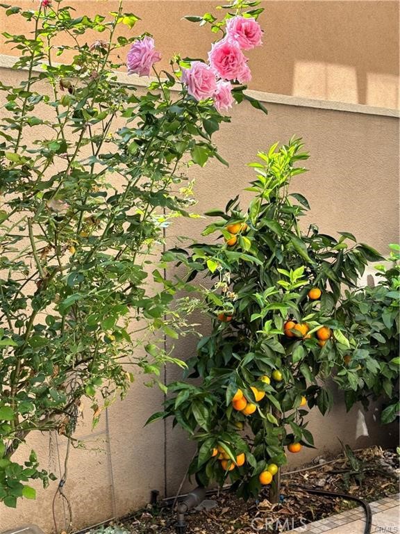 37 Peony Irvine, CA 92618 - Photo 41 of 56 Fruit trees and a rose bush.