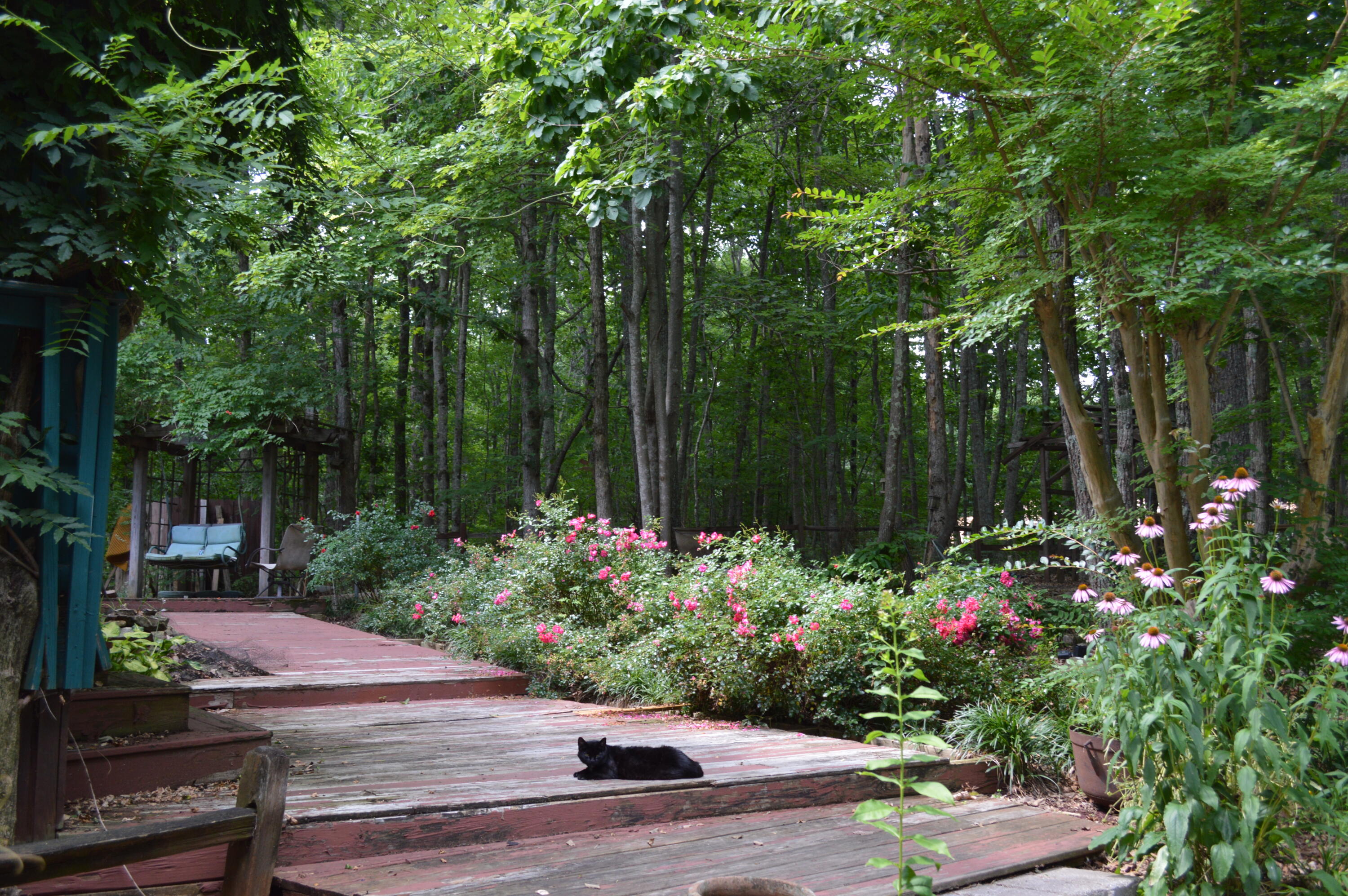 1071 Raven Cliff Road Graysville, TN 37338 - Photo 14 of 44 DSC_0018
