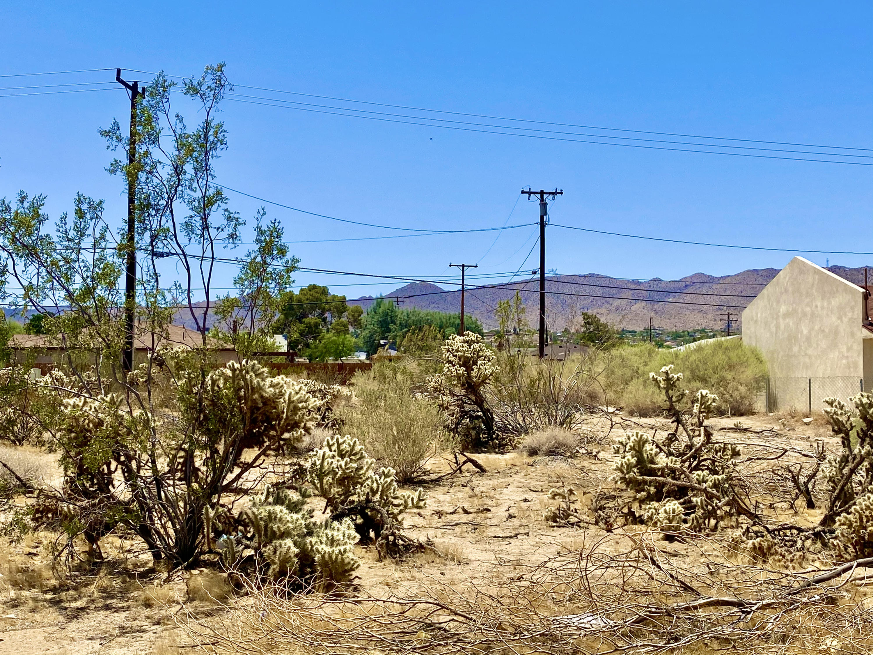 210 Chollita Road Joshua Tree, CA 92252 - Photo 19 of 32 a view of a yard with a tree