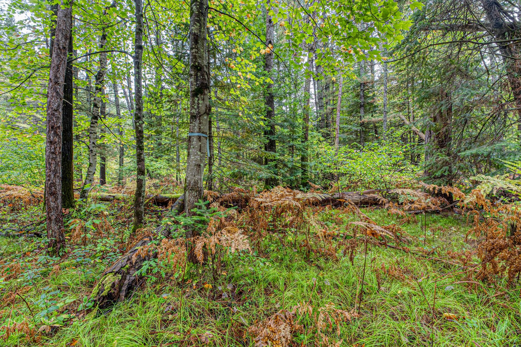 Off Loon Lake Road Eagle River, WI 54521 - Photo 13 of 24 Gallery Image 13
