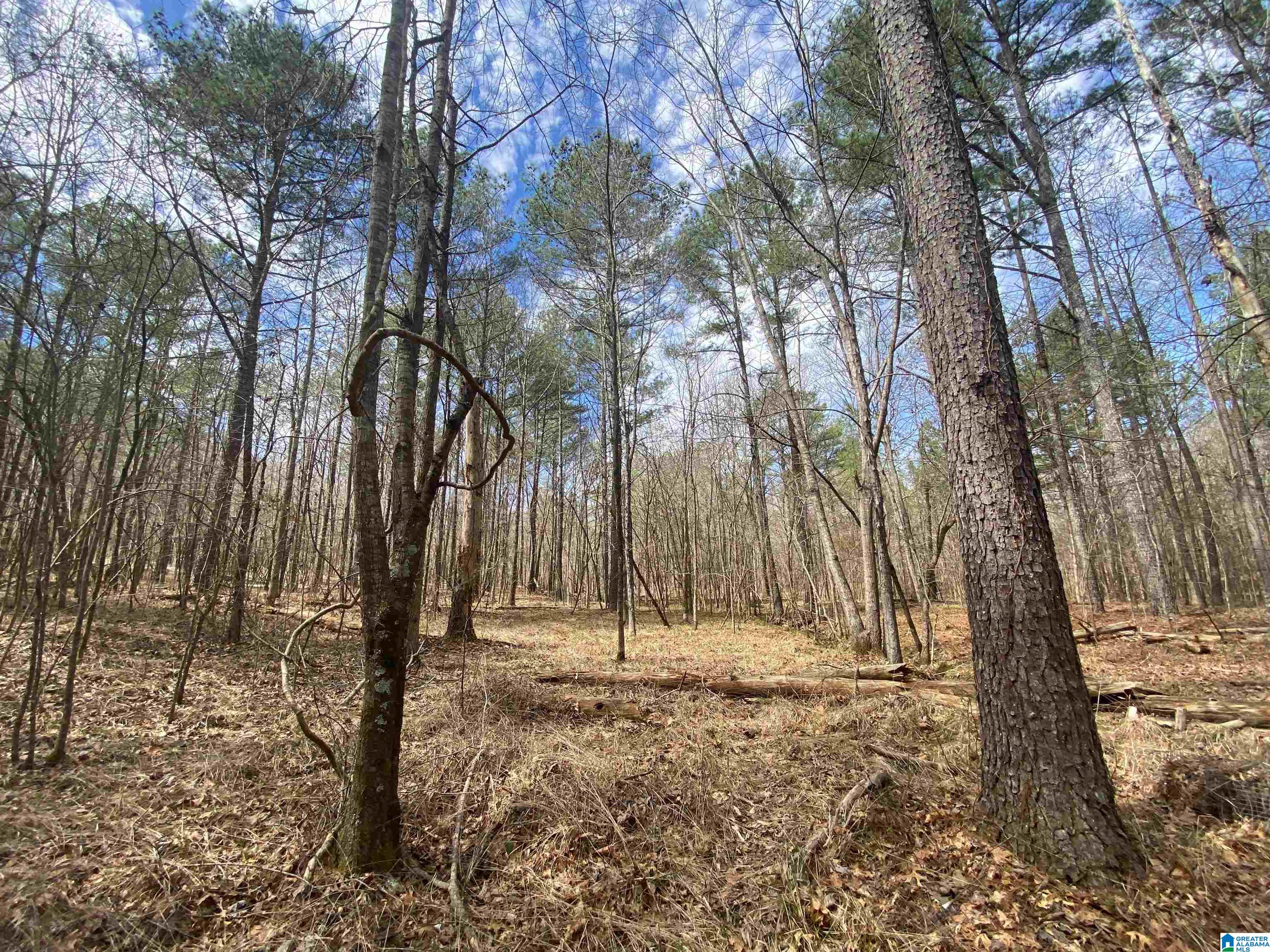 Springs Lane, Unit 12 Springville, AL 35146 - Photo 9 of 26