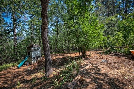 12003 Atkins Road Whitmore, CA 96096 - Photo 33 of 36 Forest