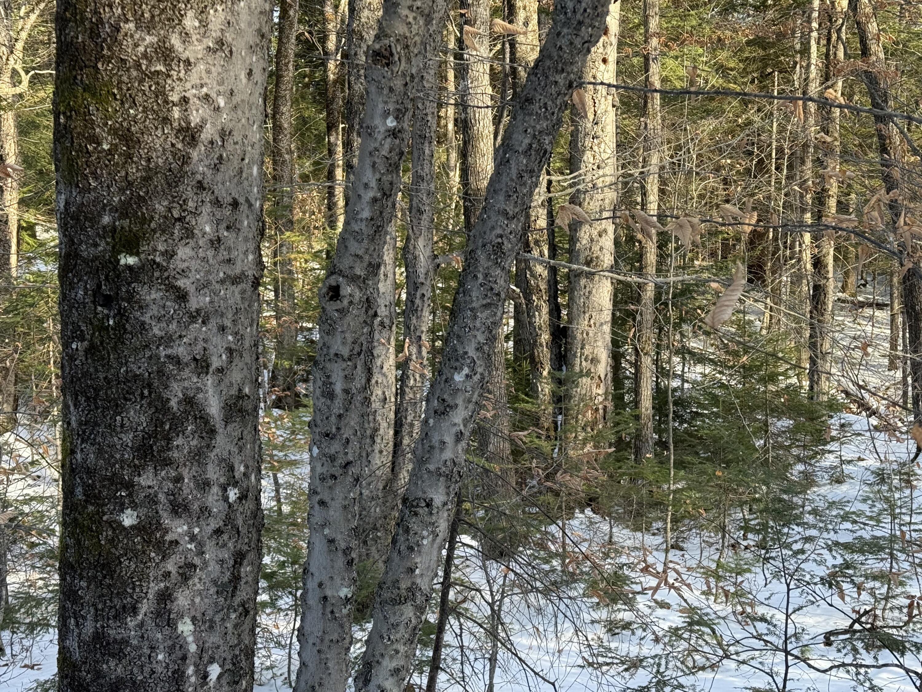 R6-l9 Dickey Mills Road Avon, ME 04966 - Photo 6 of 8 IMG_8586