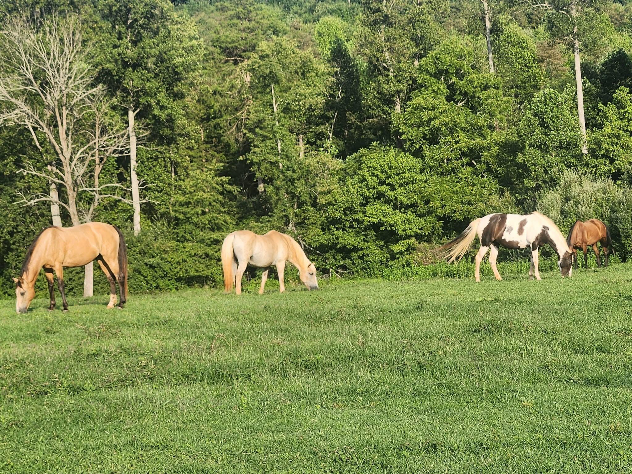 2754 Horseshoe Bend Road Moneta, VA 24121 - Photo 64 of 67 IMG_9226
