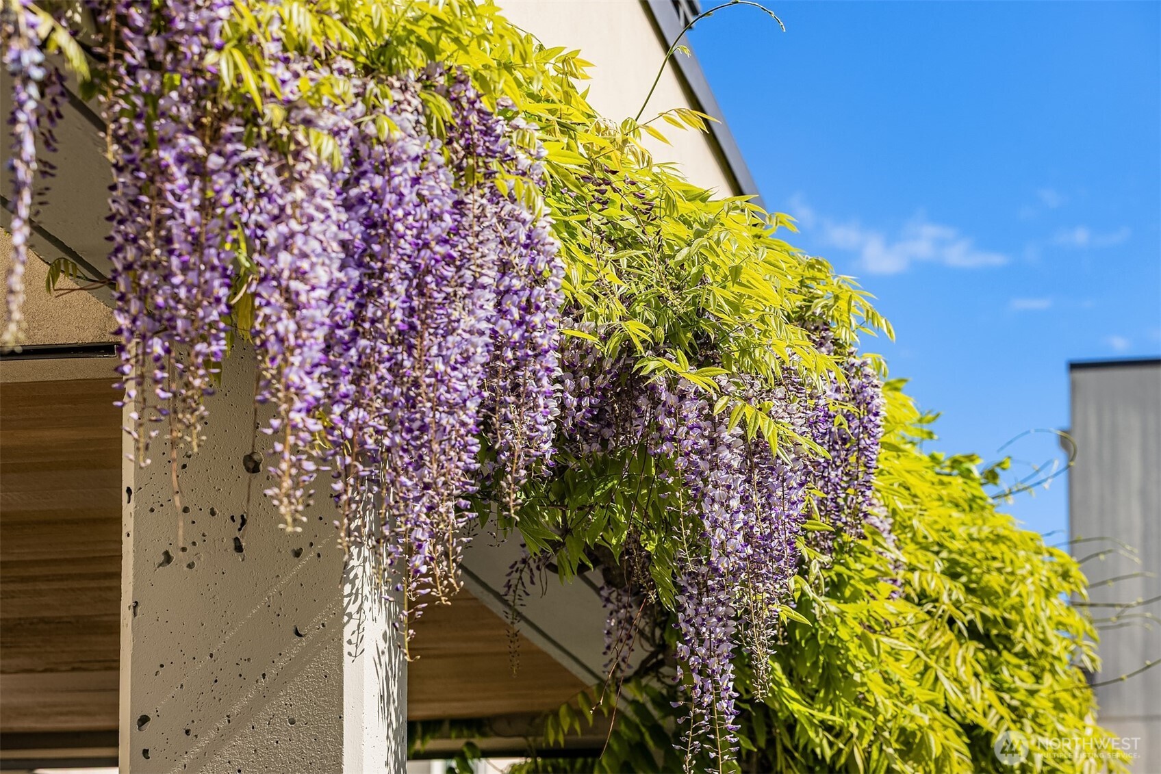 1009 Western Avenue, Unit 1203 Seattle, WA 98104 - Photo 25 of 30 a picture of flowers