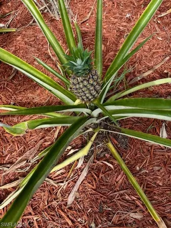 a house view with a garden space