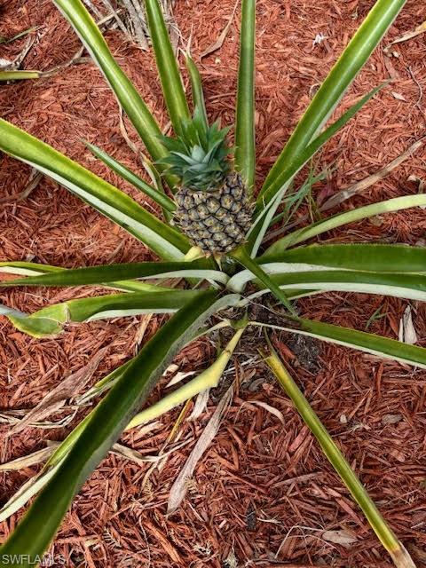 3666 Ft Simmons Avenue Fort Denaud, FL 33935 - Photo 8 of 41