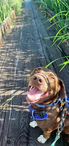 $549,999 | 9962 Hidden Ranch Court, Peyton, CO 80831