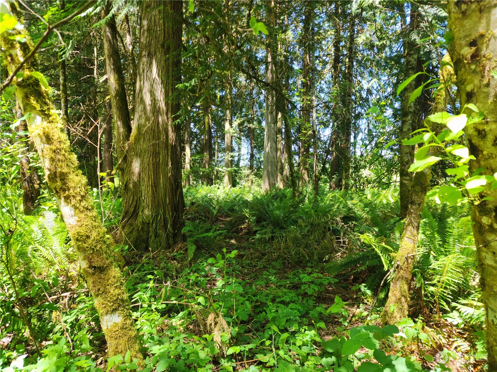 1 Kruger Road Onalaska, WA 98570 - Photo 13 of 16 Gallery Image 13