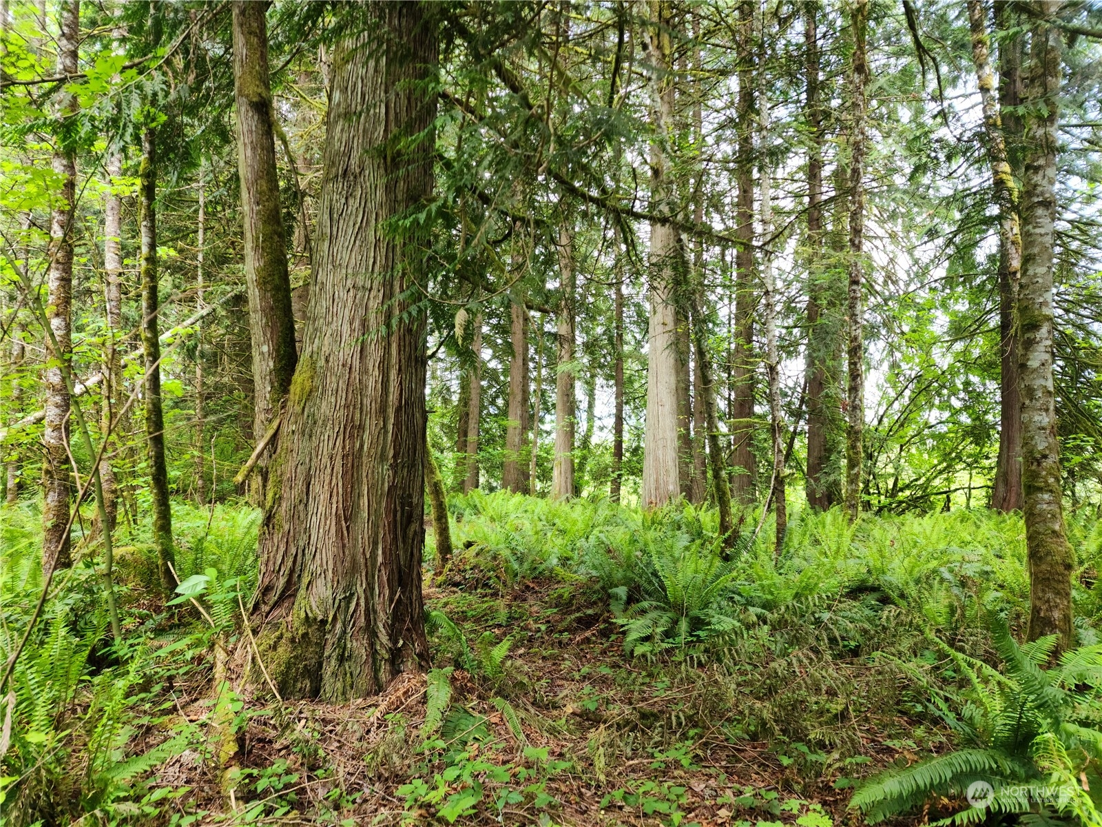 1 Kruger Road Onalaska, WA 98570 - Photo 5 of 16 Gallery Image 5