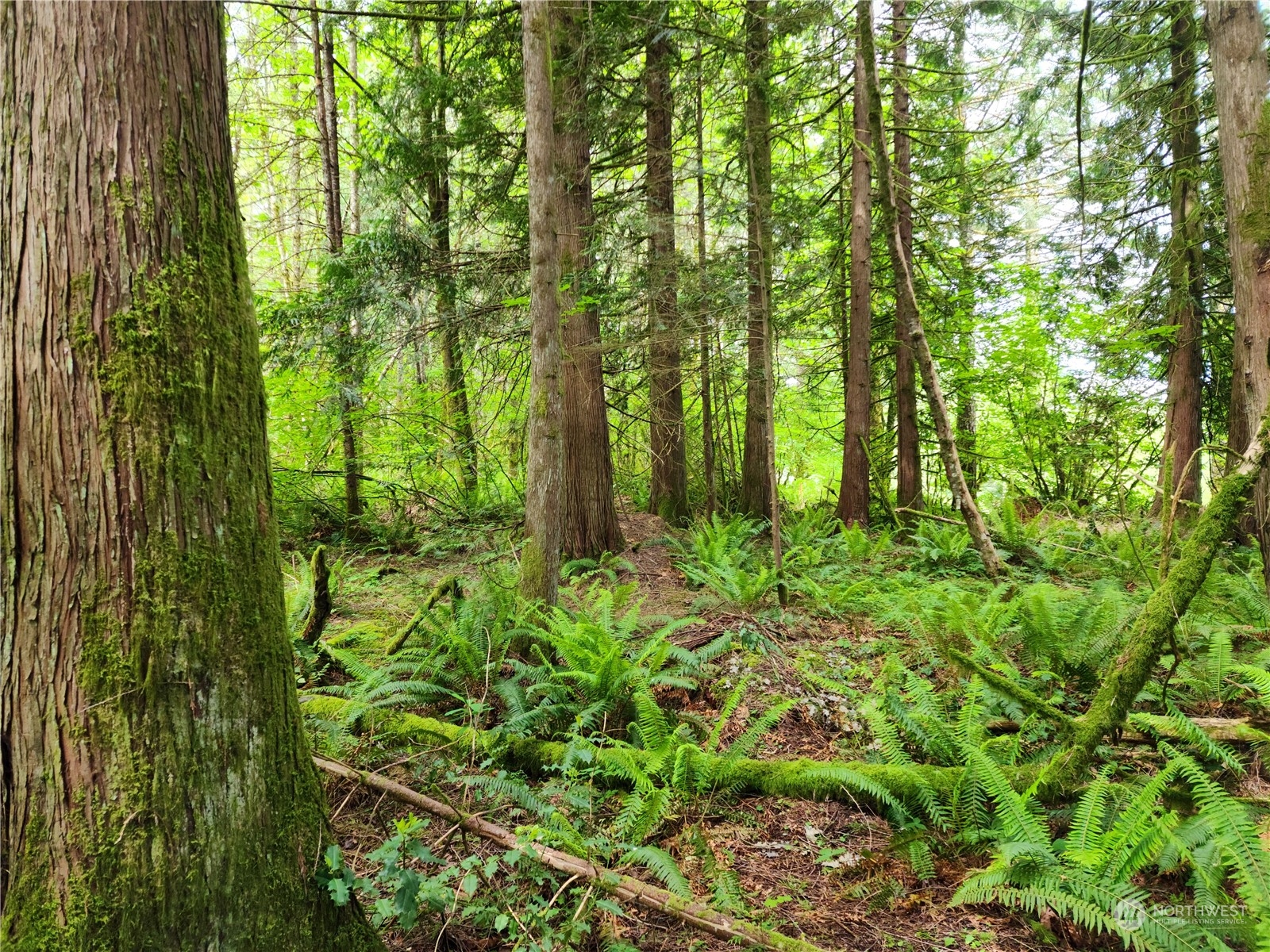 1 Kruger Road Onalaska, WA 98570 - Photo 9 of 16 Gallery Image 9