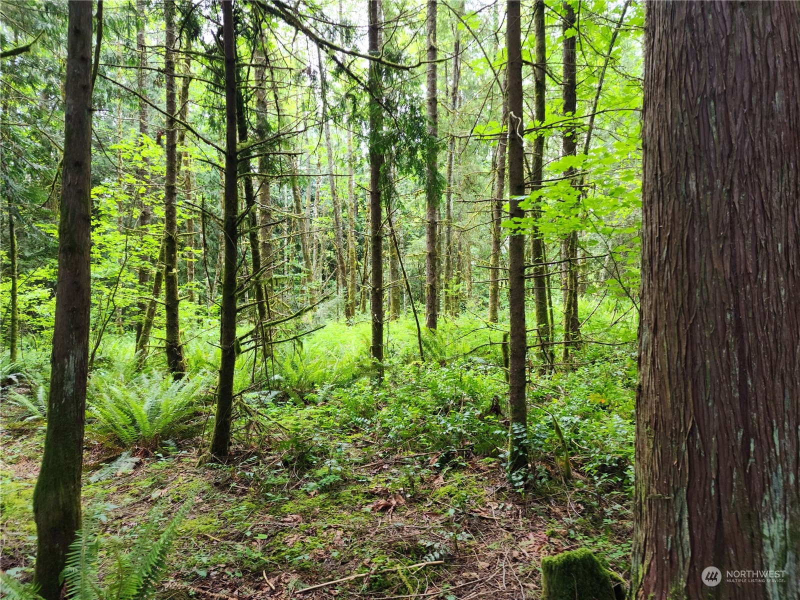 1 Kruger Road Onalaska, WA 98570 - Photo 10 of 16 Gallery Image 10