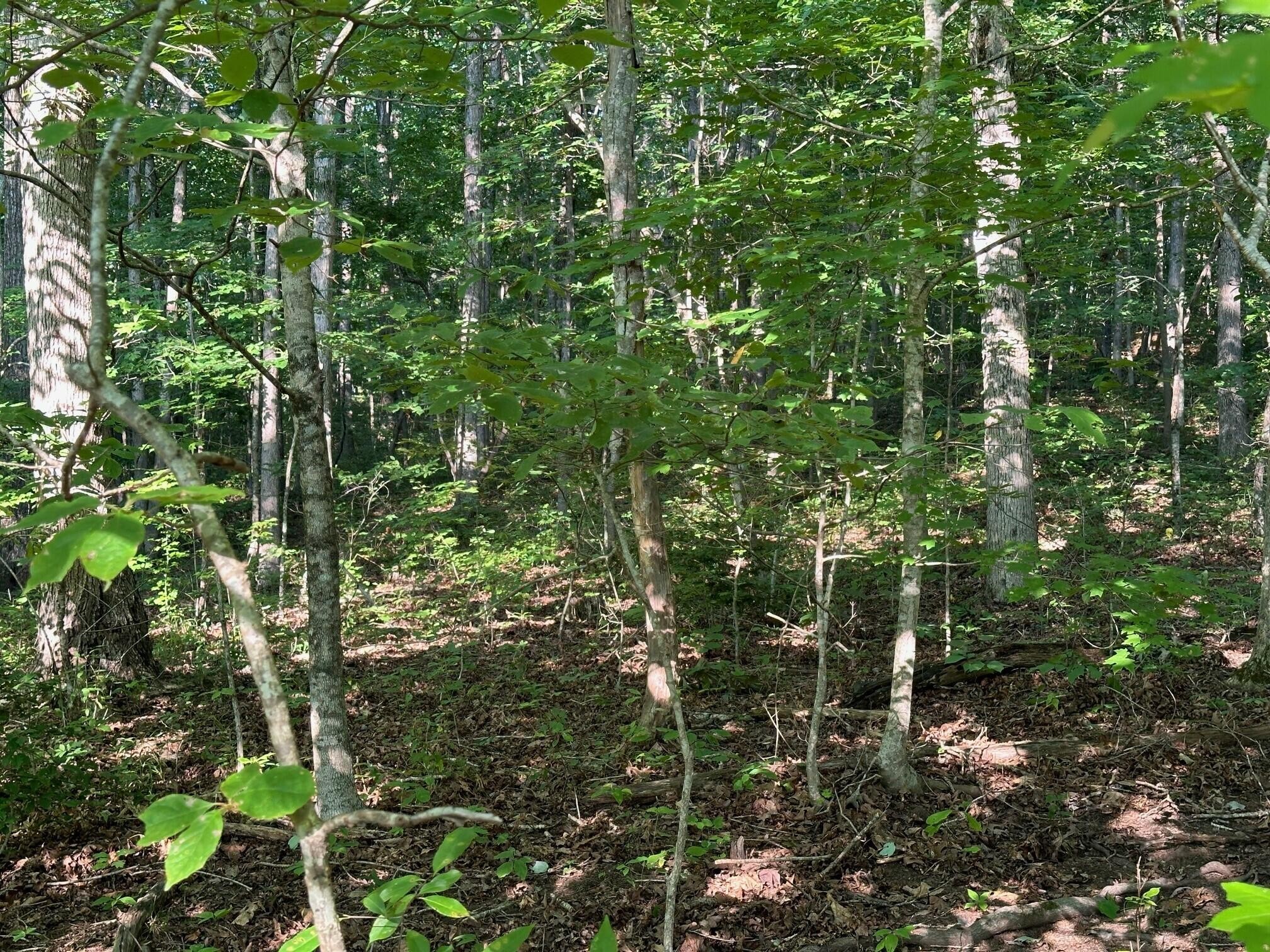 3 Prater Road Pikeville, TN 37367 - Photo 10 of 20 Gallery Image 10