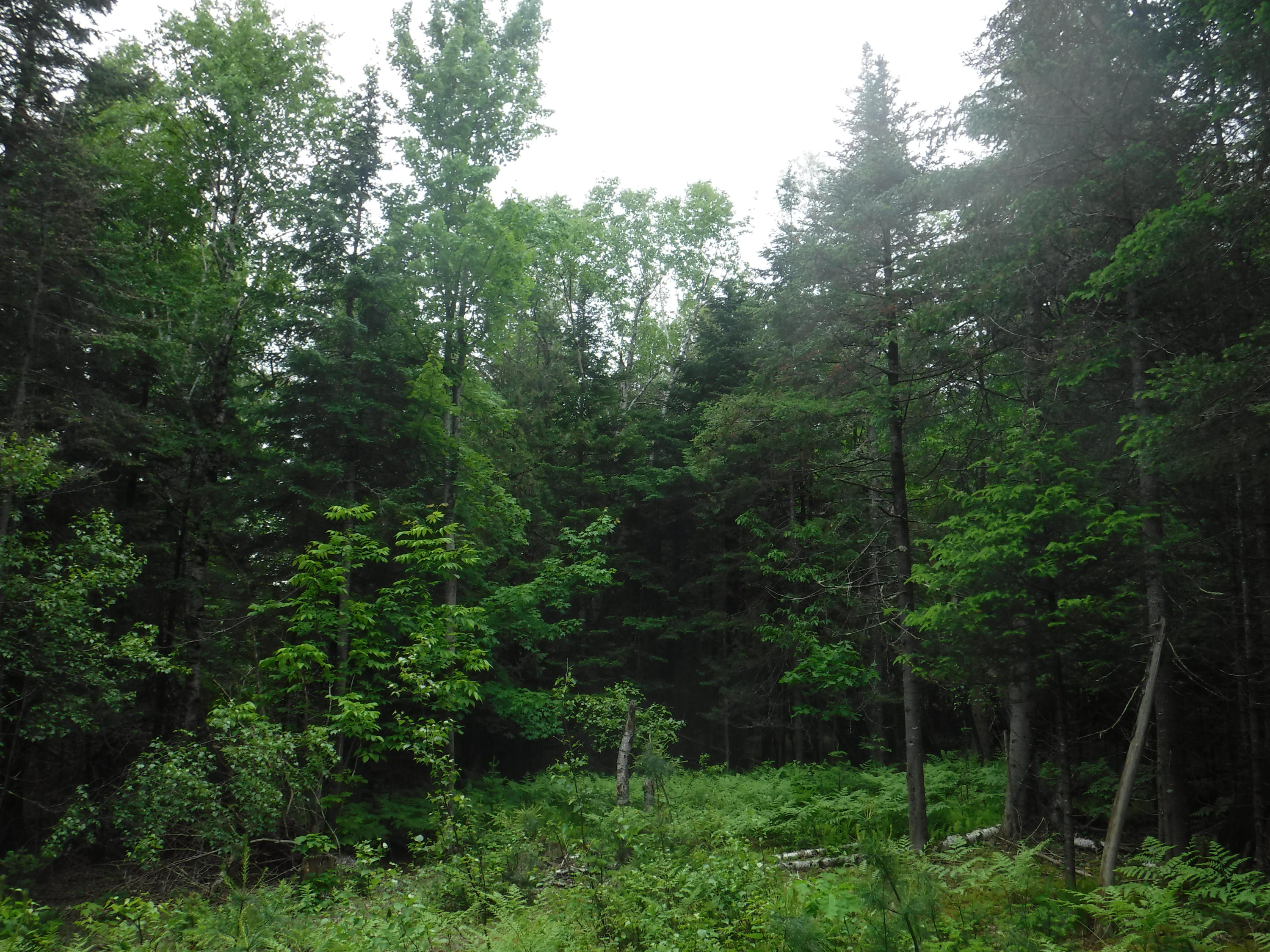 Tbd Mountain View Road Anson, ME 04911 - Photo 6 of 13 DSCF8315
