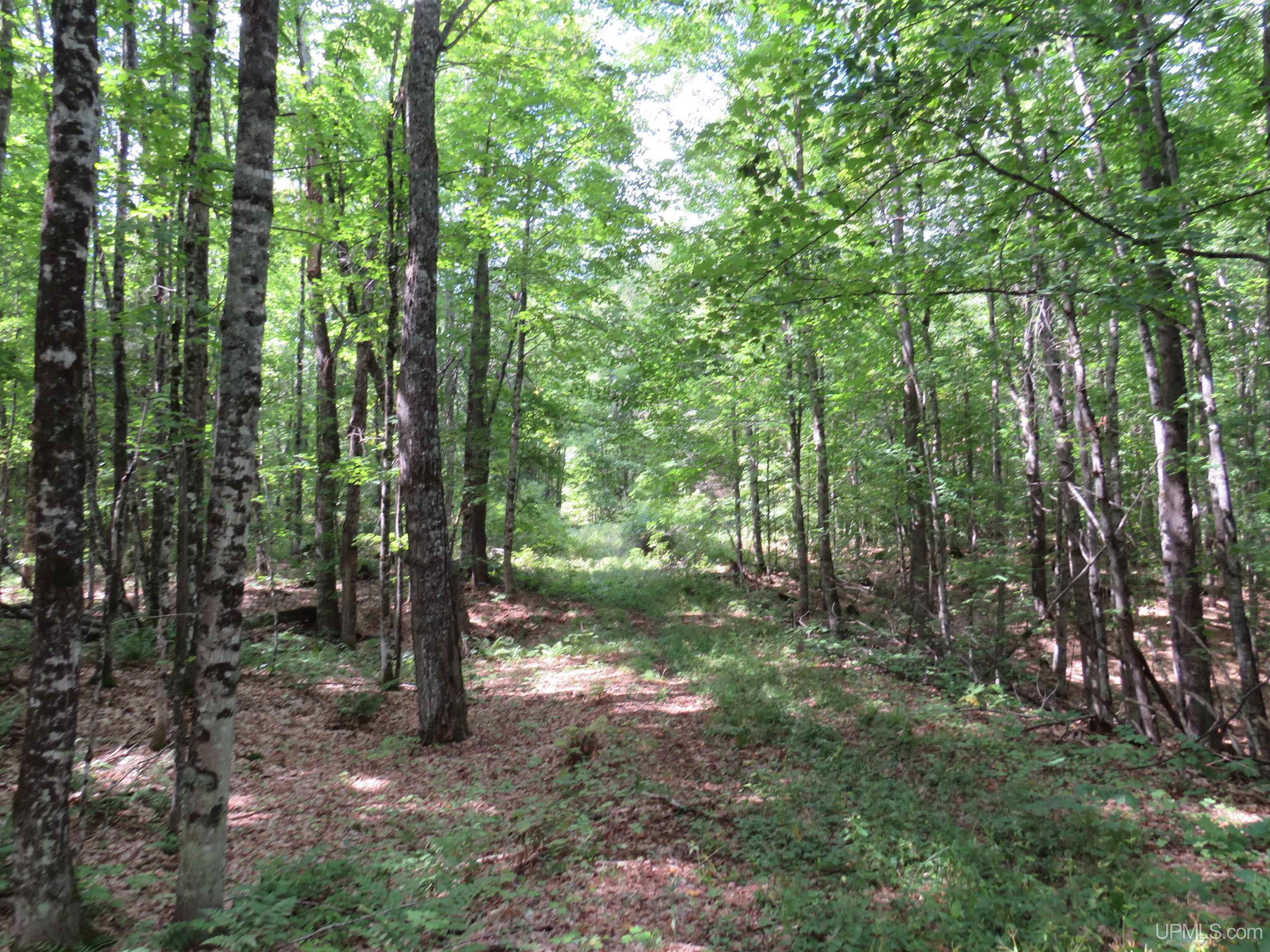 Tbd Black Creek Road Skanee, MI 49962 - Photo 8 of 14