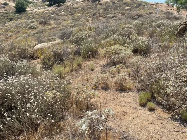 a view of a dry yard with trees