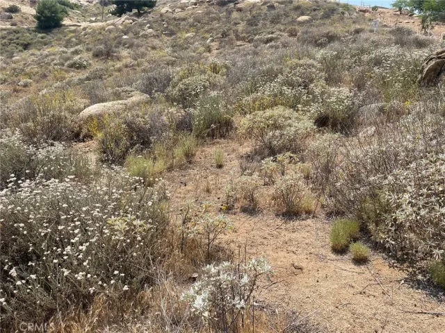 a view of a dry yard with trees