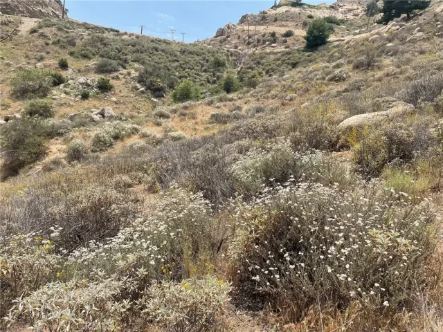 a view of a dry yard with green space