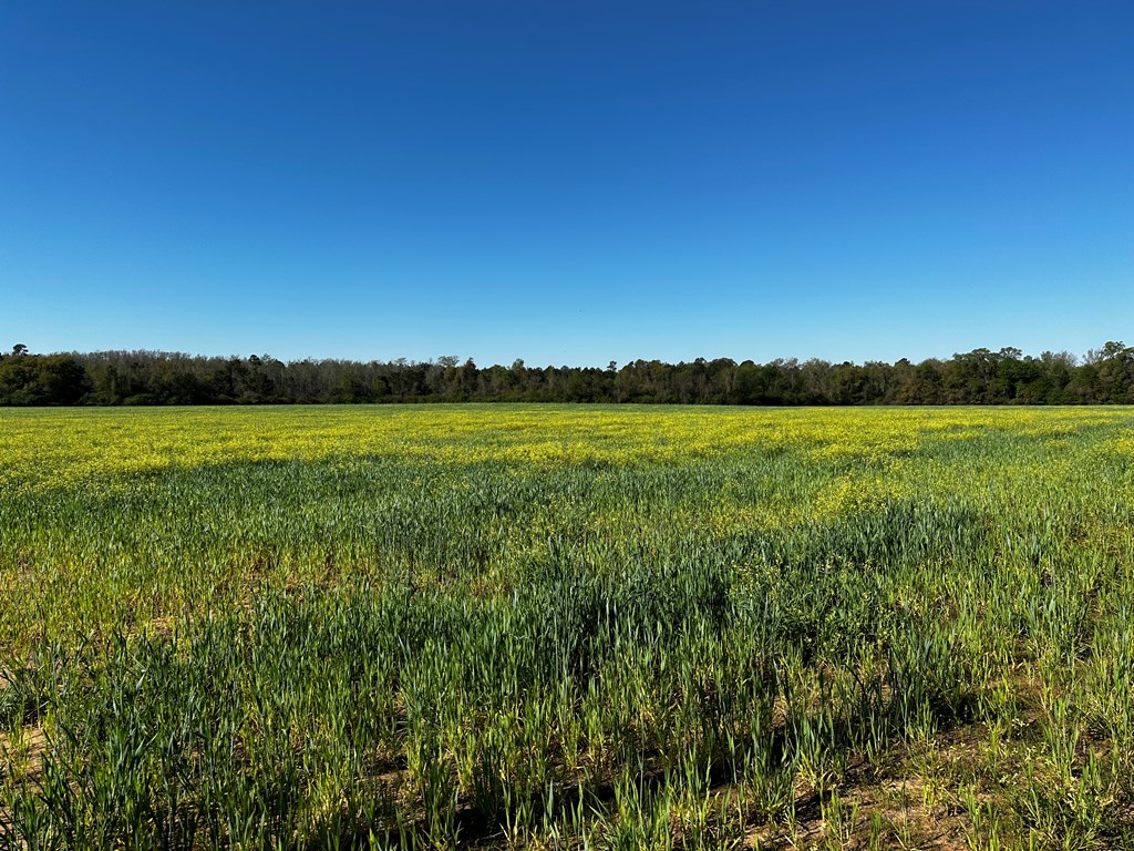 31.5-acres Ramer Loop Cottonwood, AL 36320 - Photo 6 of 13