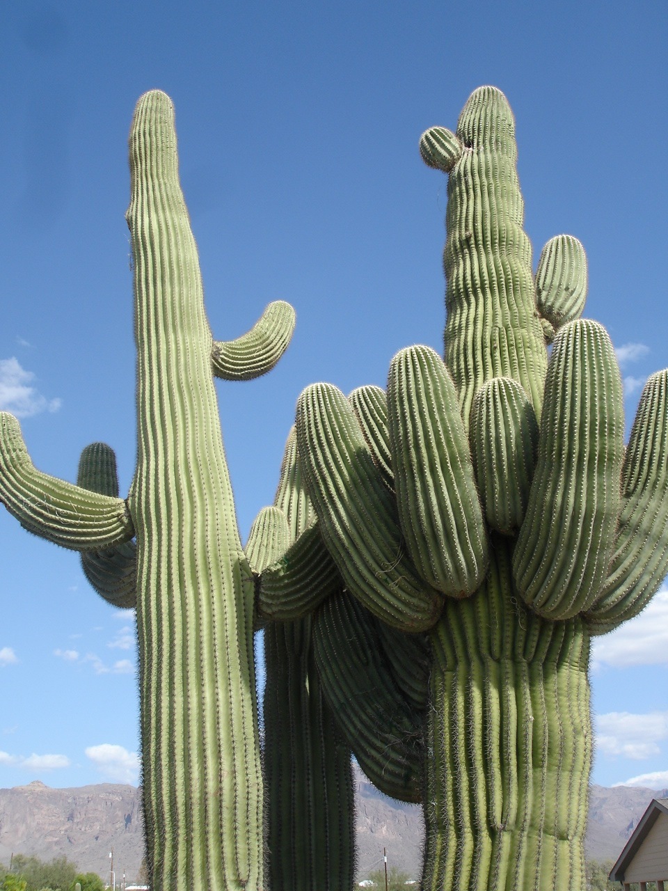 225 South Starr Road Apache Junction, AZ 85119 - Photo 3 of 16 Saguaros in backyard