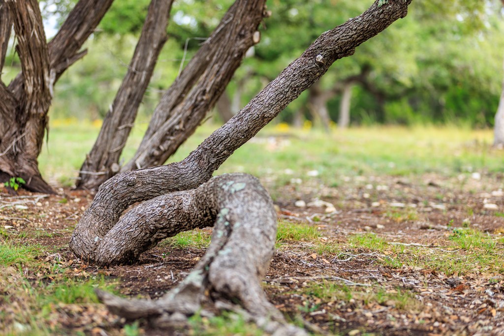 456 Colt Valley Road Fredericksburg, TX 78624 - Photo 32 of 46 a view of a yard with plants and a bench