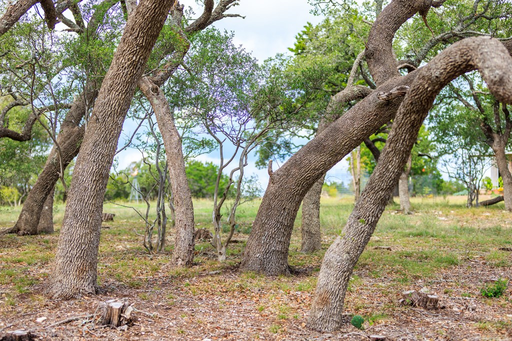 456 Colt Valley Road Fredericksburg, TX 78624 - Photo 33 of 46 a backyard of a house with lots of green space