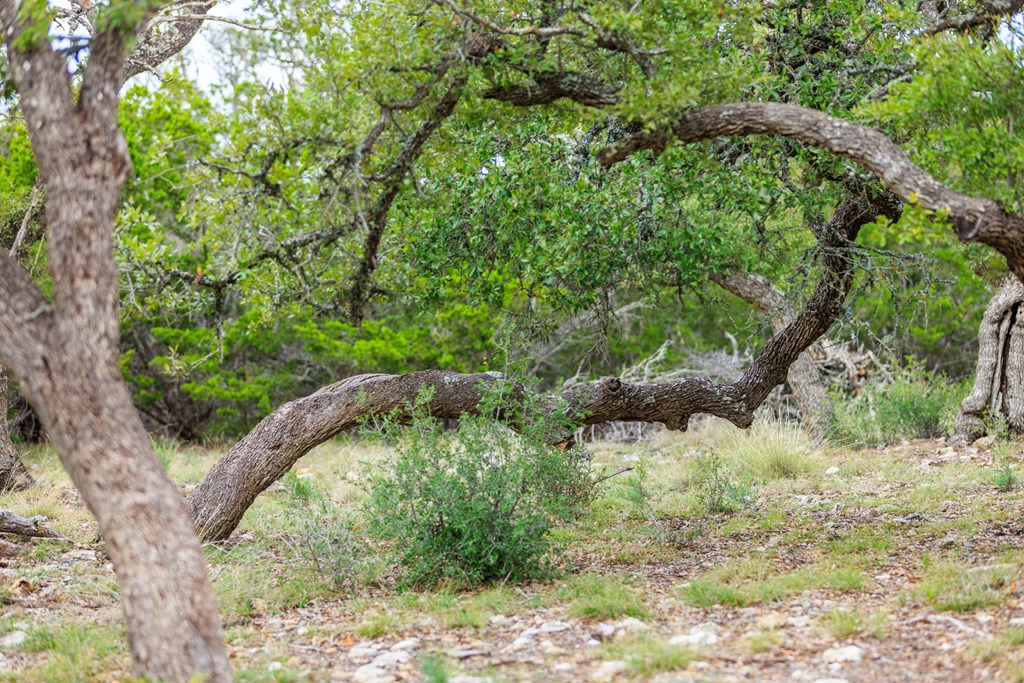 456 Colt Valley Road Fredericksburg, TX 78624 - Photo 34 of 46
