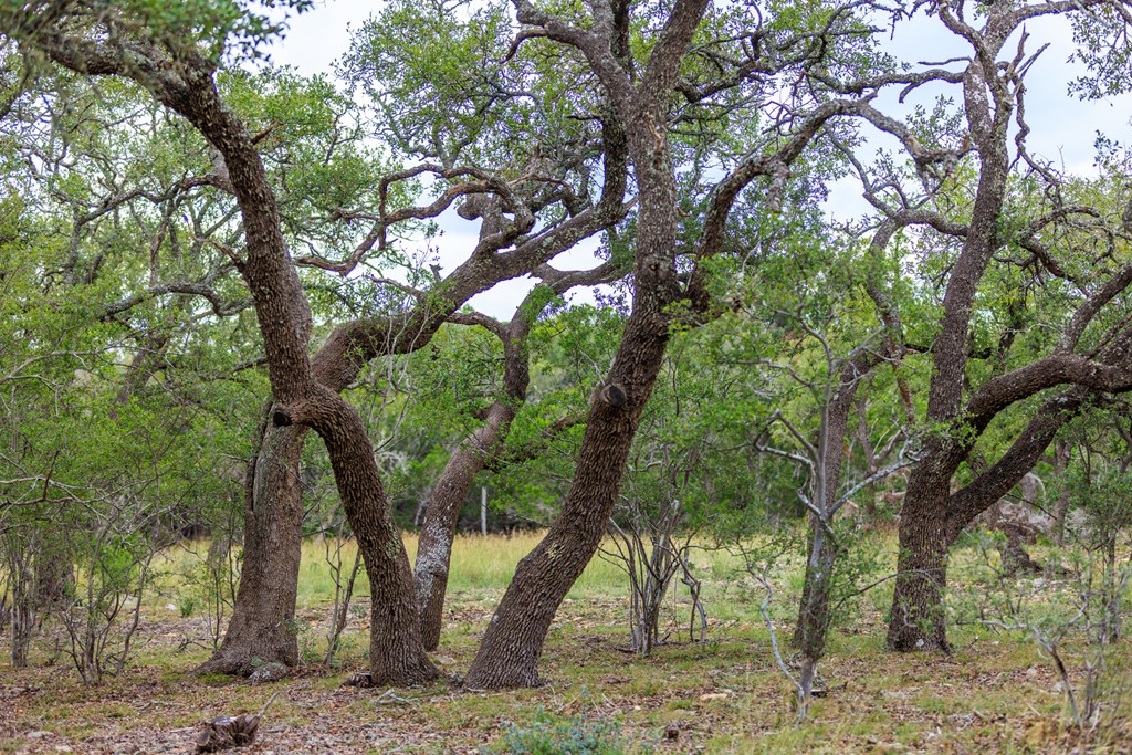 456 Colt Valley Road Fredericksburg, TX 78624 - Photo 36 of 46 a view of a forest filled with trees