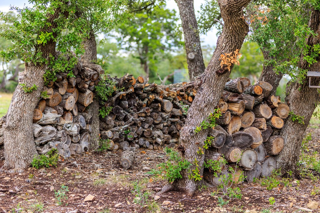 456 Colt Valley Road Fredericksburg, TX 78624 - Photo 38 of 46 a view of a tree with a plant