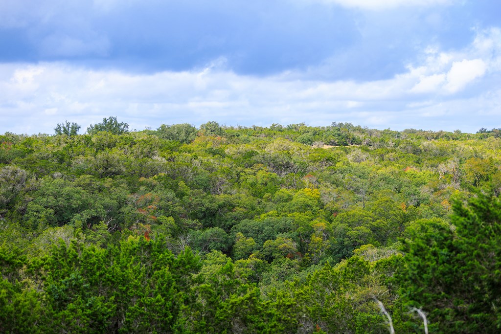 456 Colt Valley Road Fredericksburg, TX 78624 - Photo 39 of 46 view of a bunch of trees