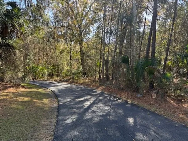 a view of a forest with trees