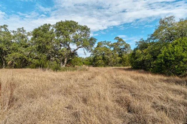 a view of a forest filled with trees